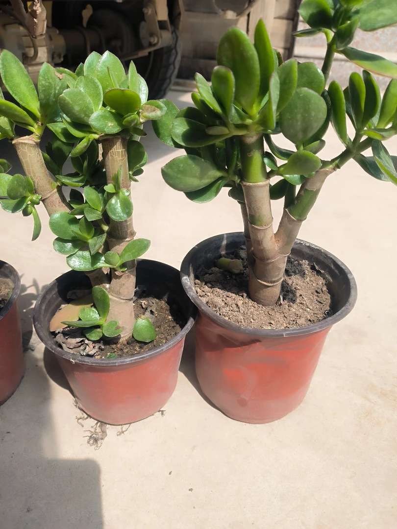 玉树盆栽红边大叶玉树老桩厚皮脸玉树室内防辐射净化空气花卉绿植