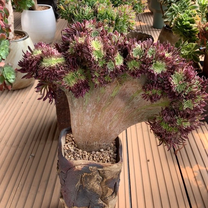 金丝菊缀脱土不带盆