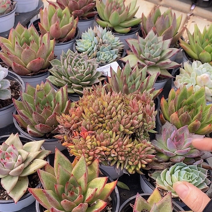 71 多肉植物盆栽花卉