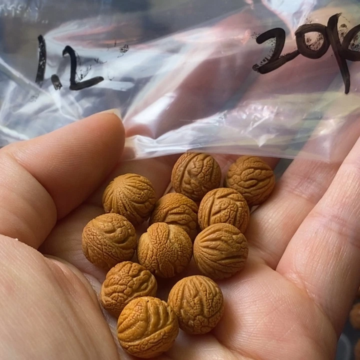 手串文玩核桃秦岭野生龙纹桃核12