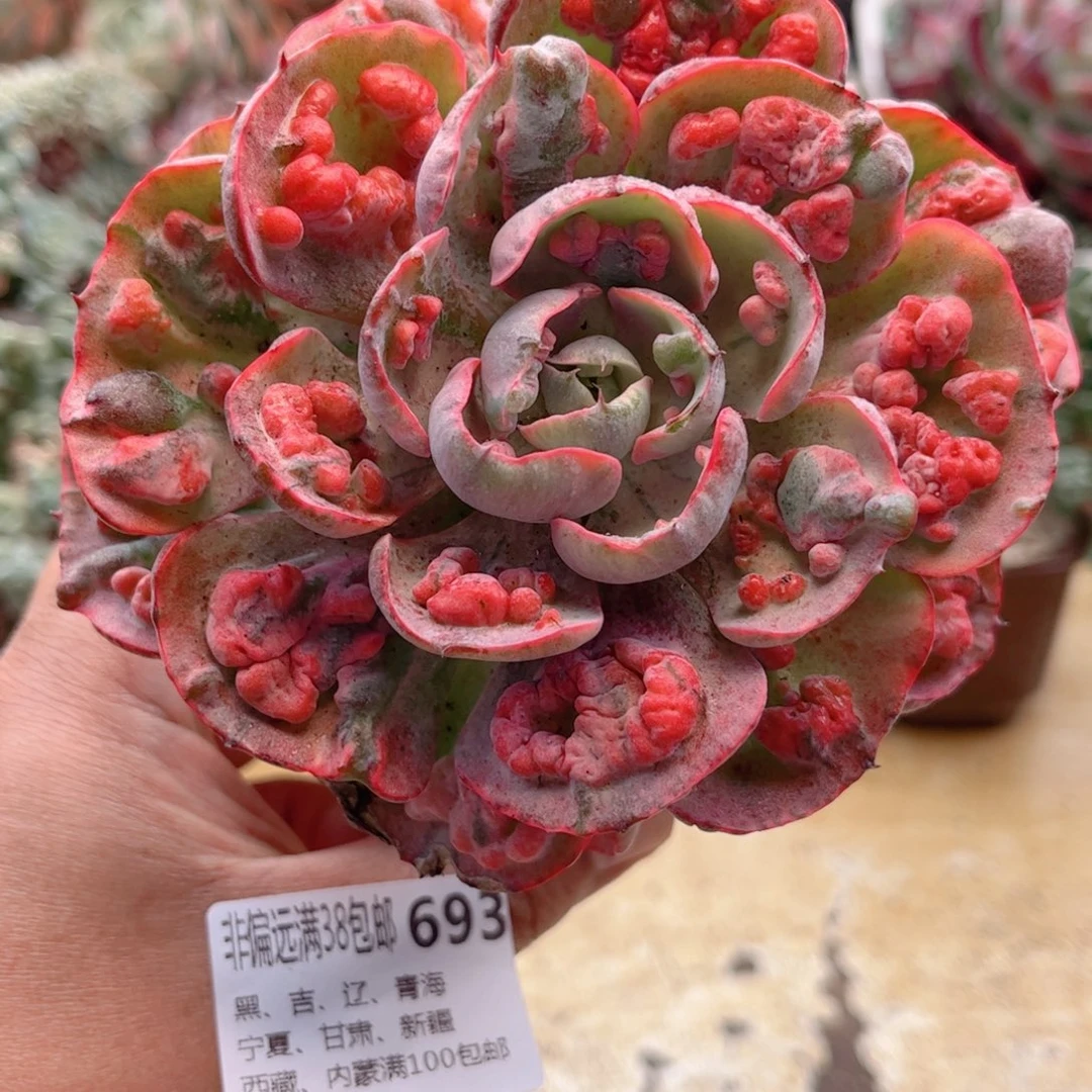 693雨滴锦德华多肉