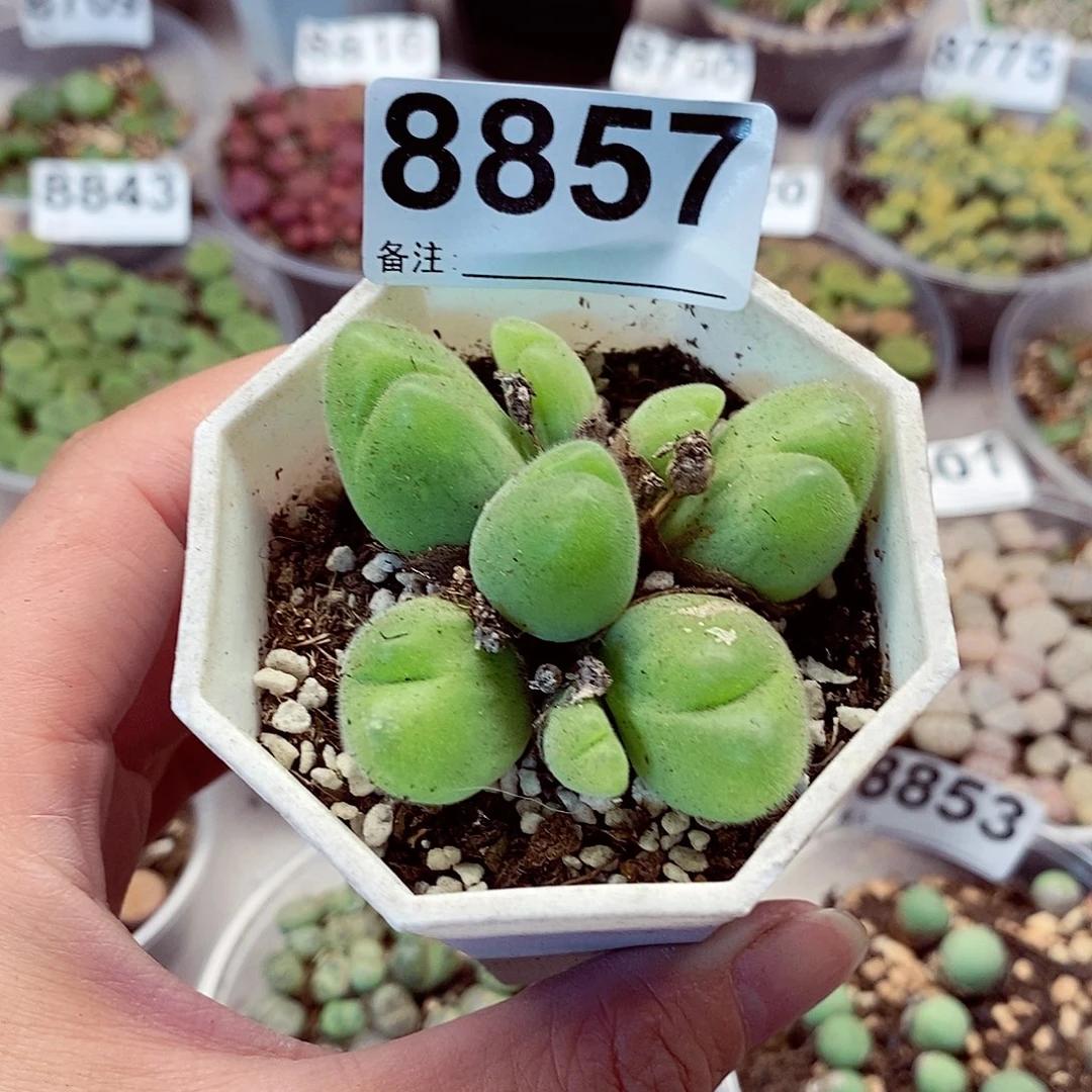 8857啦啦啦啦啦啦