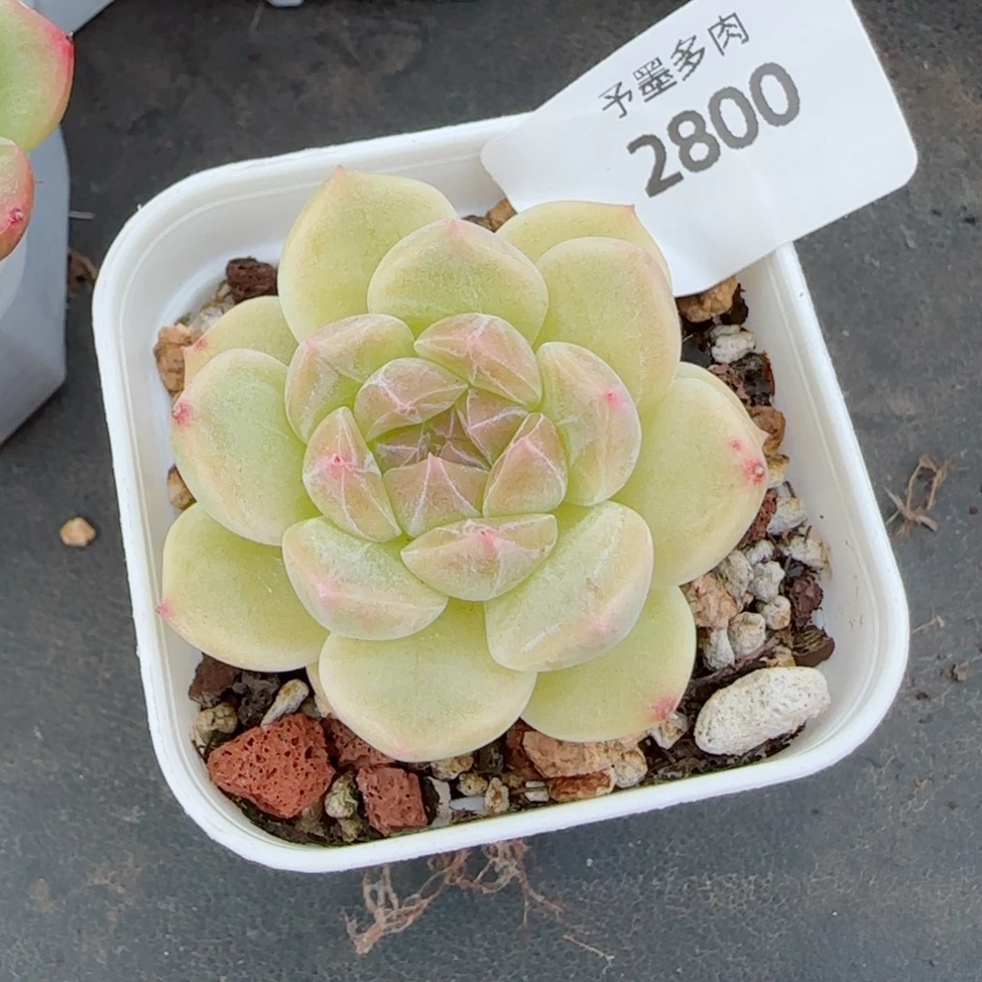 冰魄福利，2800多肉植物