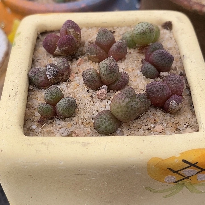 3头955D斑马2颗。