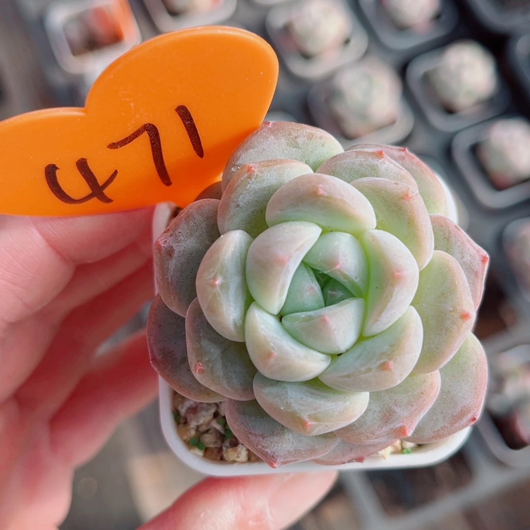 471号小老桩冰玉单头