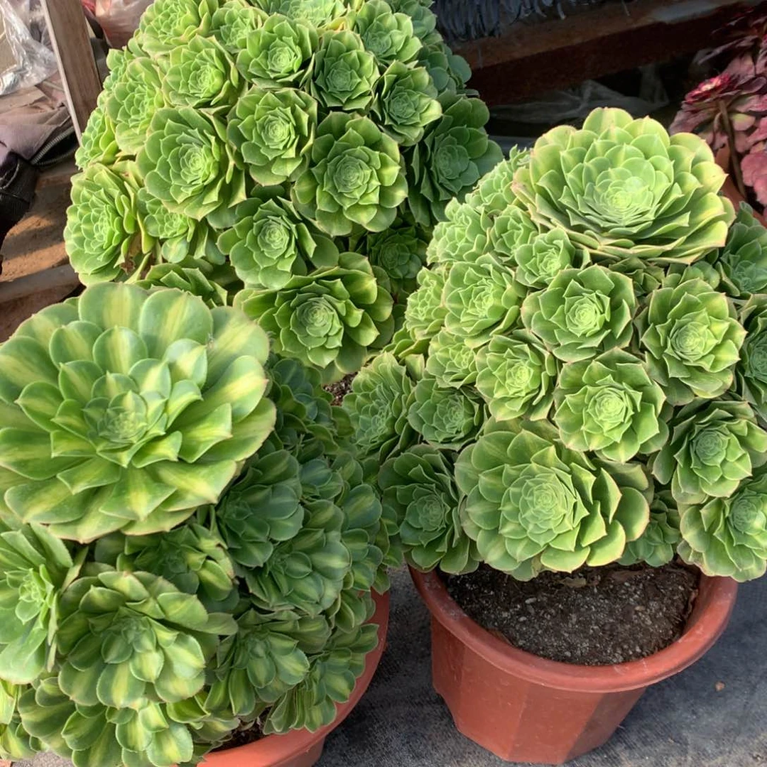 紫砂茶杯翡翠琉璃19.9福利