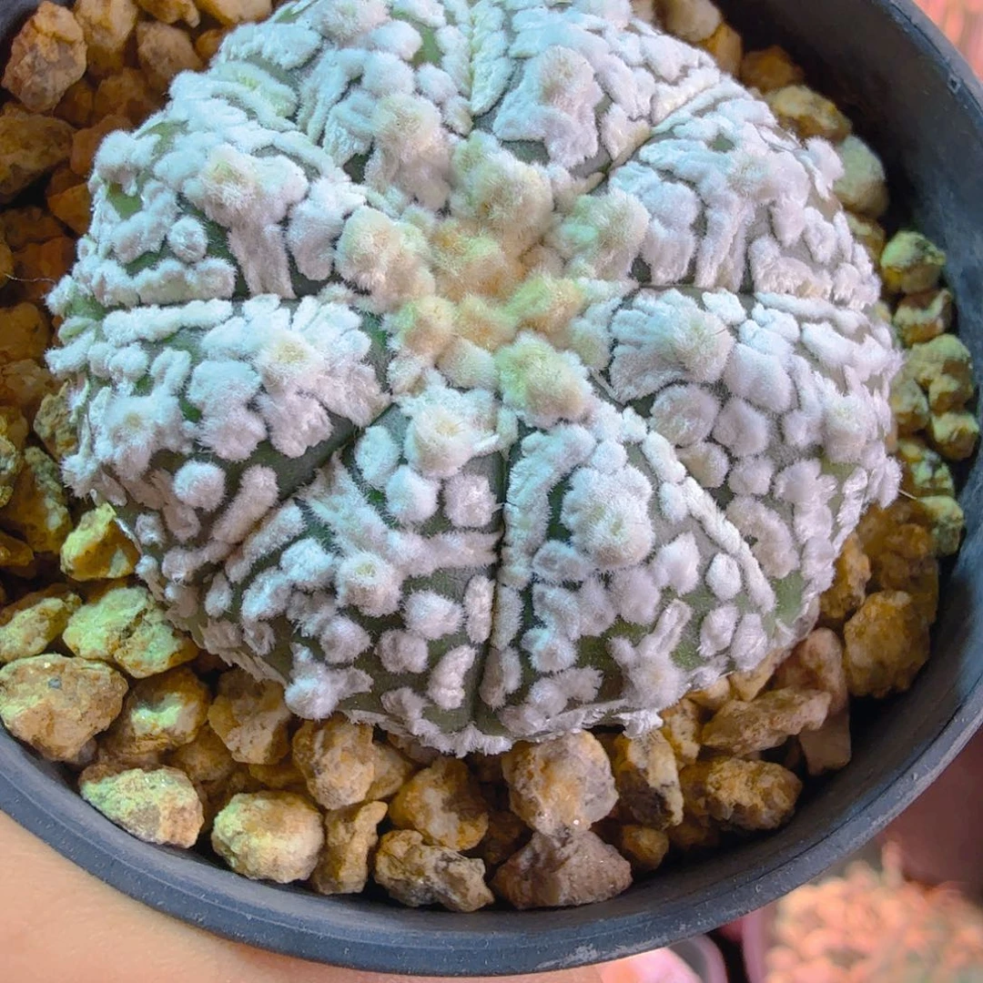 高绒花园ｖ多肉植物