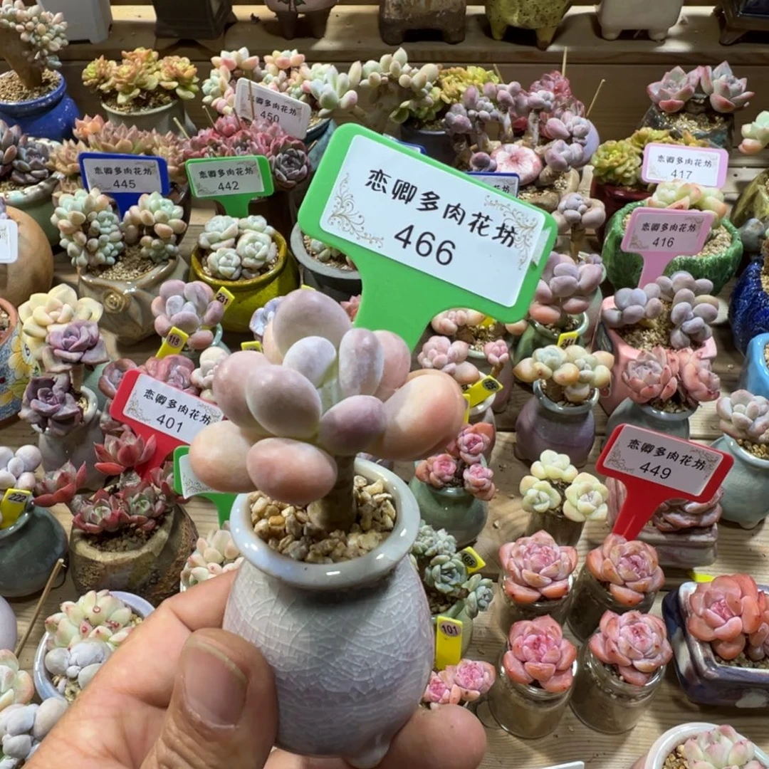 466达摩奶老桩无砍