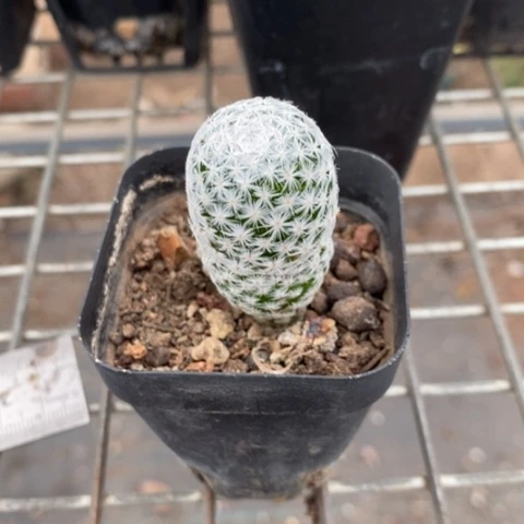 实生白鸟2仙人球