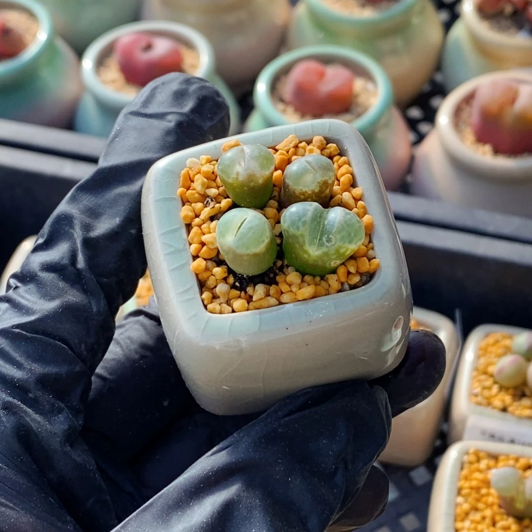 王*芬4422-一物一拍 带盆1453.9