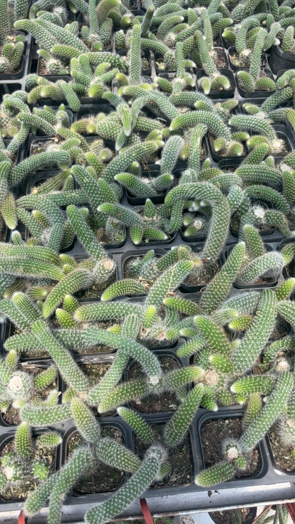 多头棵小苗福利款有瑕疵无售后介意勿拍脱土脱盆发货