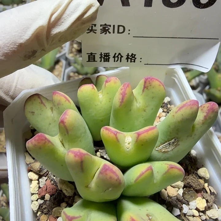 刘***胖136。多肉植物的生长发育