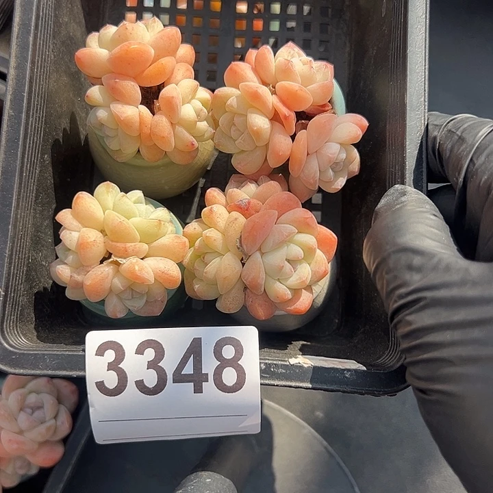 3348，四个三头冰玉带盆发