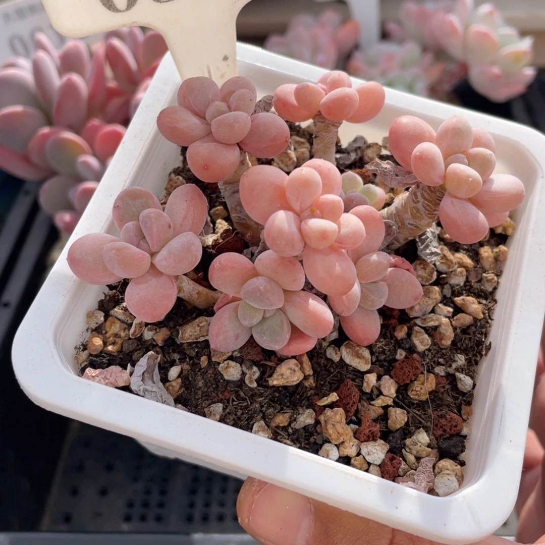 0543香芋不带盆9厘米