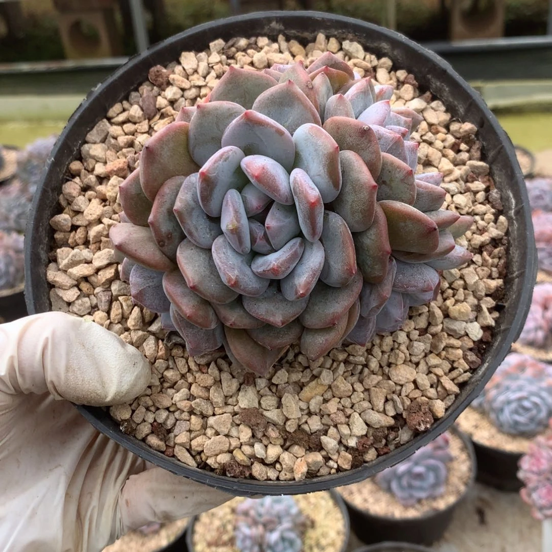 无花朵哈哈哈哈哈哈哈哈哈54
