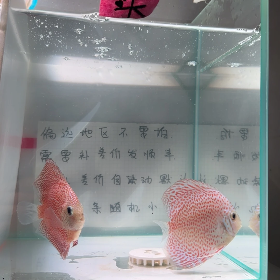 七彩神仙鱼肉身7-8偏远地区不拍