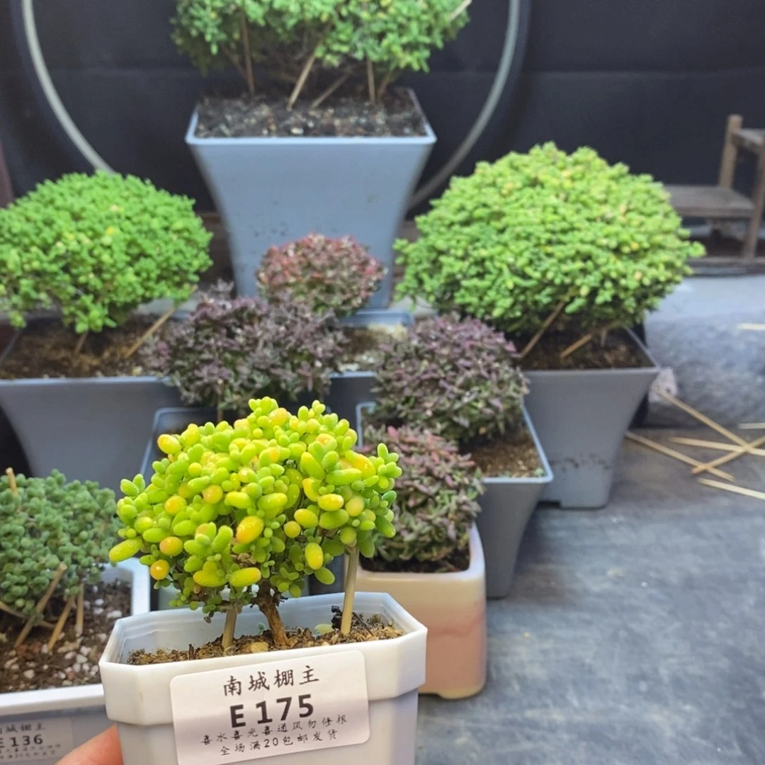 175蜜橘糖球枝干番杏