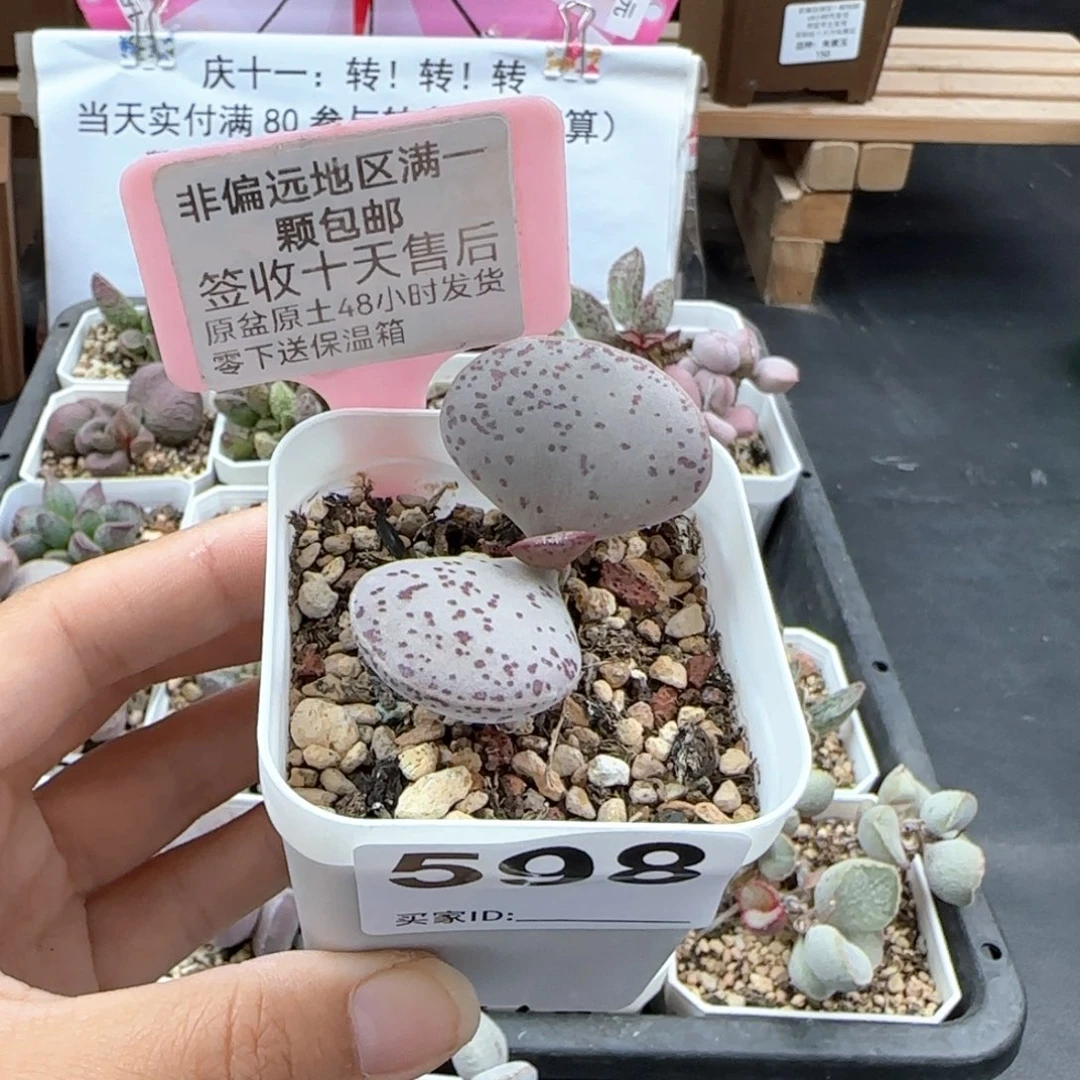 ?***?598红点粉蛋多肉