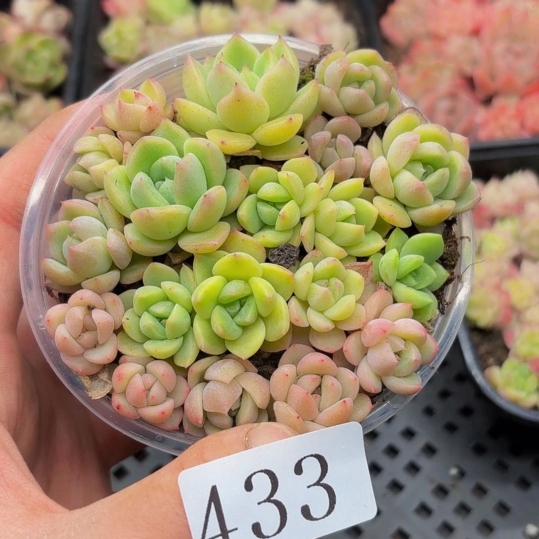 多肉植物多肉植物433