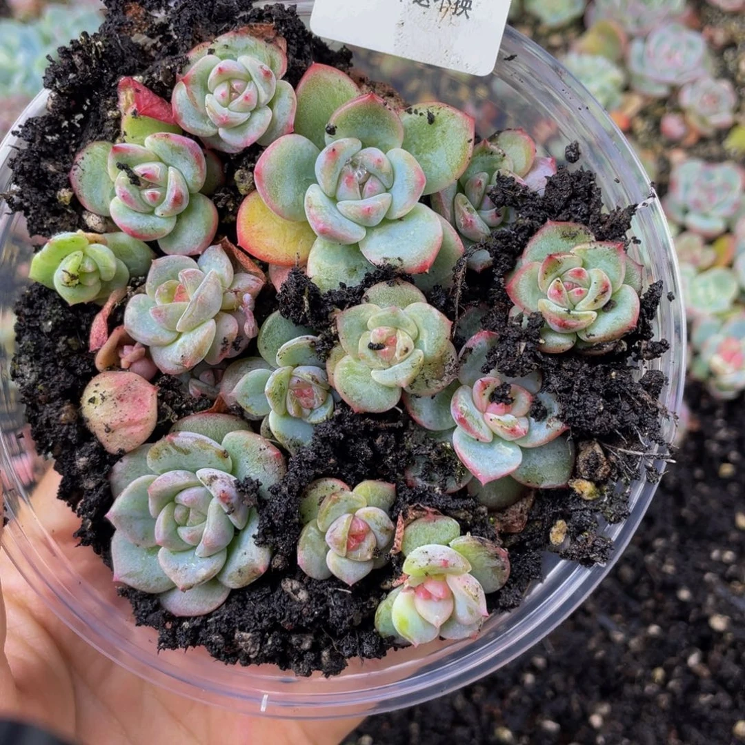 OTO多肉切糕优选Dy1031