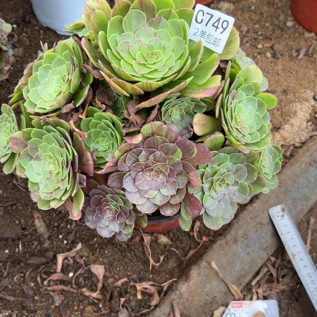 749多肉   花月夜 不包断头