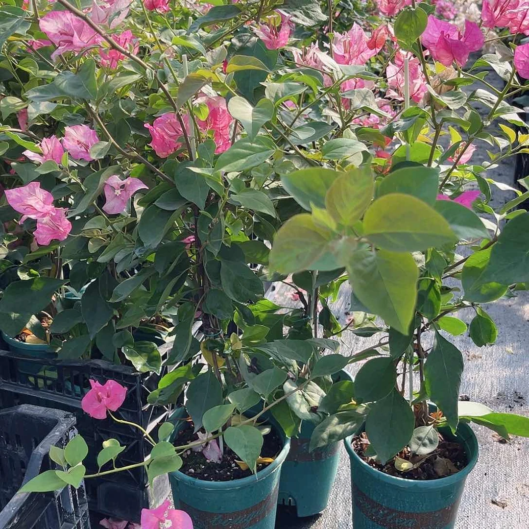 大部分花苞少量开放阿朱娜一颗