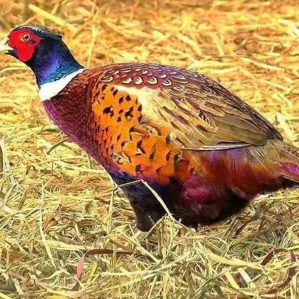 七彩山鸡 吃五谷杂粮喝山泉水 顺丰包邮