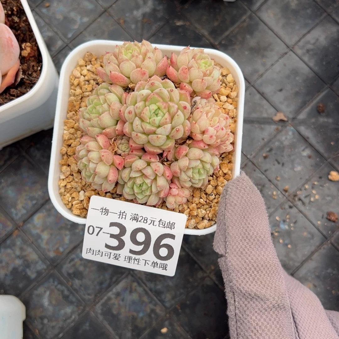?**?绿心羊脂球多肉多肉多肉多肉多