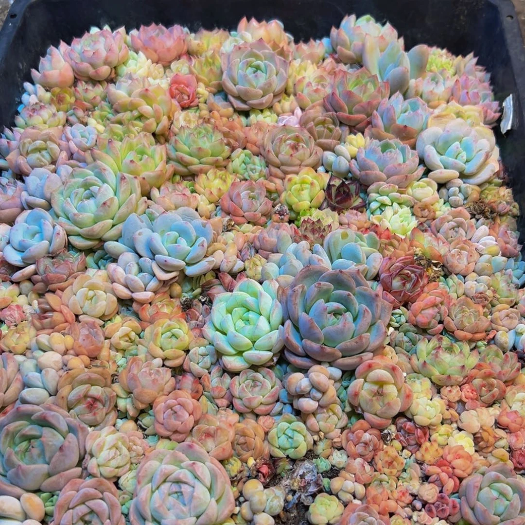 434多肉的小龙虾和一