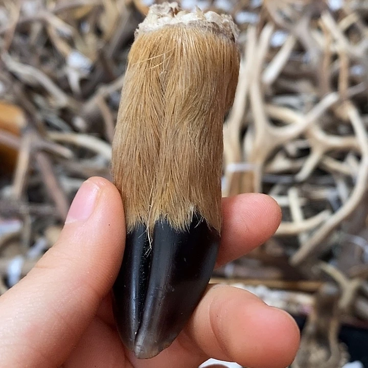 石英石非金属鹿蹄鹿蹄