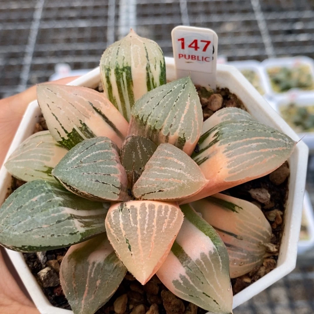 147号红太阳锦带盆