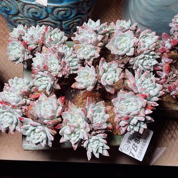 8463锐及纳白雪仙女杯多肉