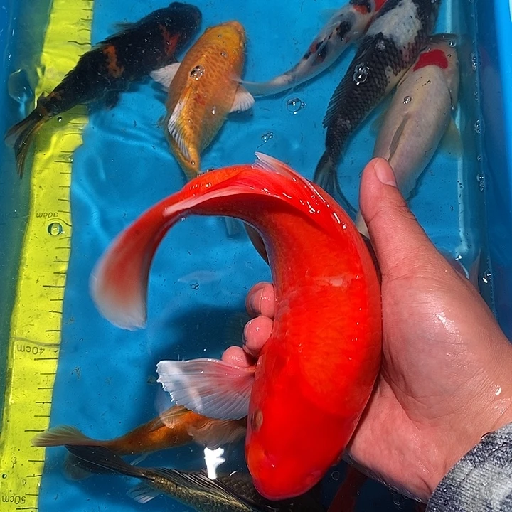 锦鲤纯种血统锦鲤观赏鱼