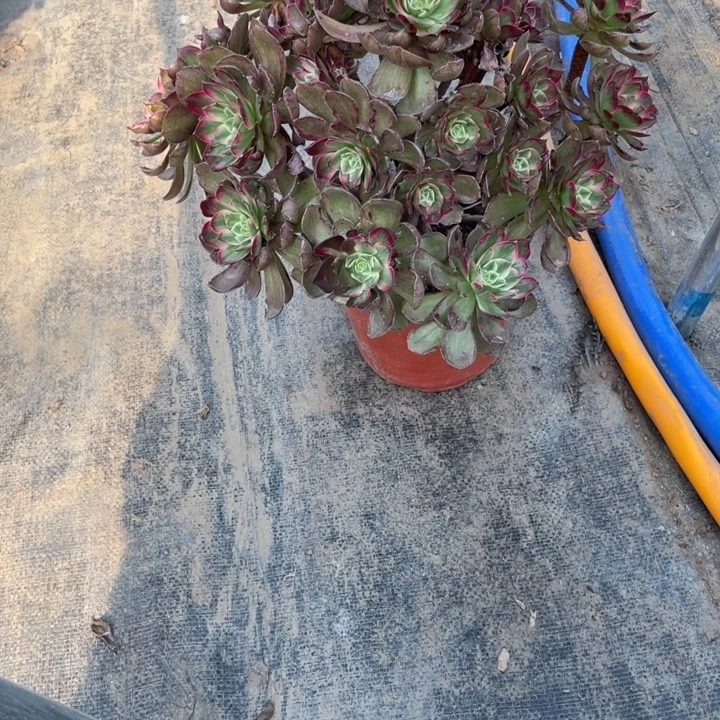 55莲花多肉多肉植物多肉植物多肉