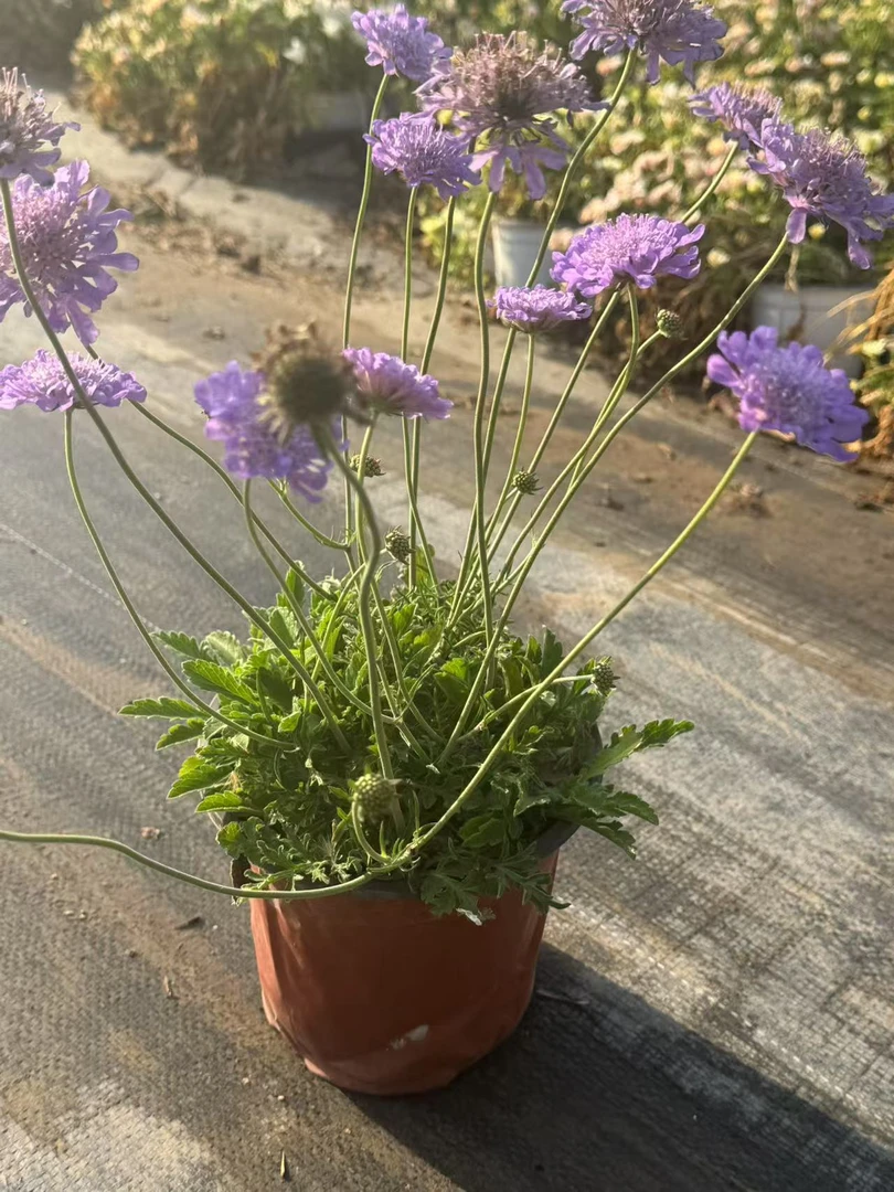 蓝盆花盆栽耐热耐寒四季开花适合阳台庭院种植