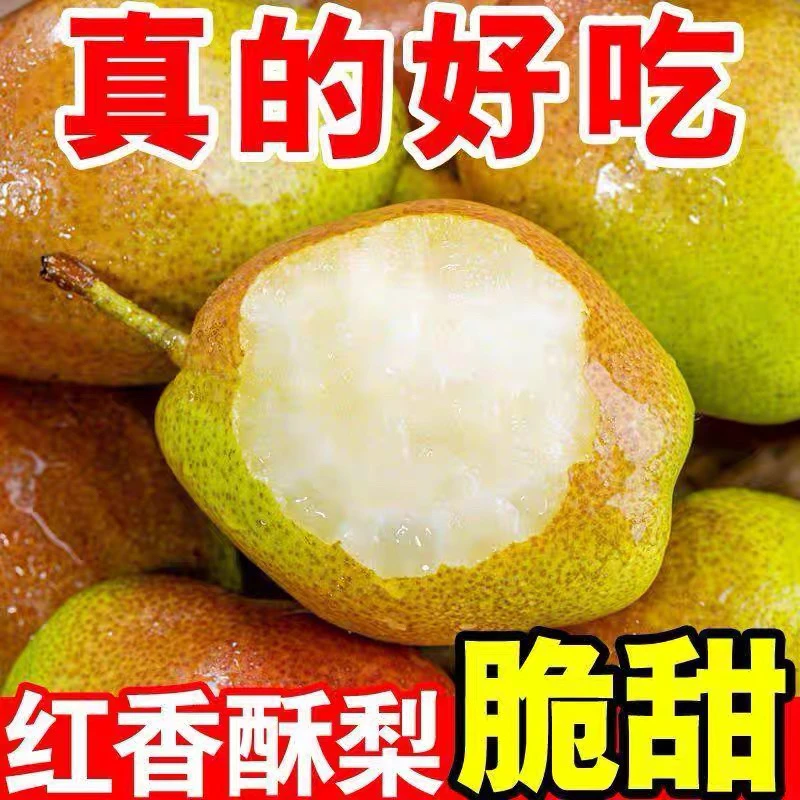 正宗山西龙居红香酥梨当季新鲜水果整箱发5/10斤脆甜多汁皮薄