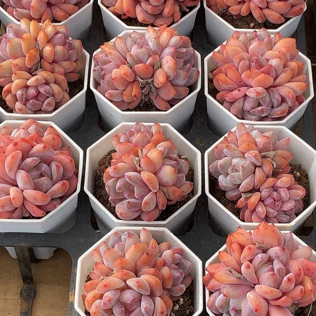 星影群，福利多多