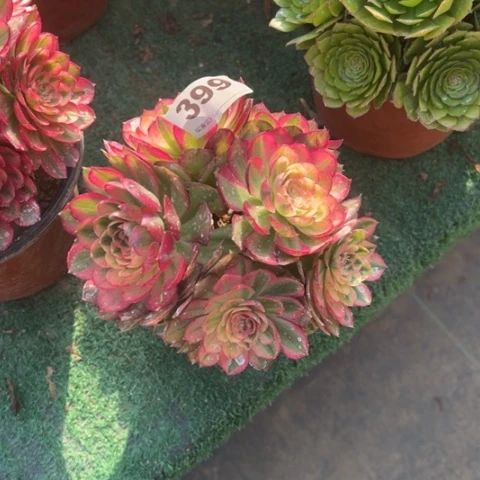 雨*399倾城朵朵多肉，