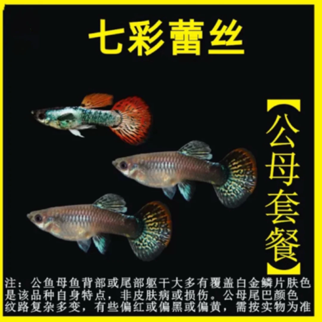 精品小型观赏鱼热带鱼孔雀鱼 七彩蕾丝