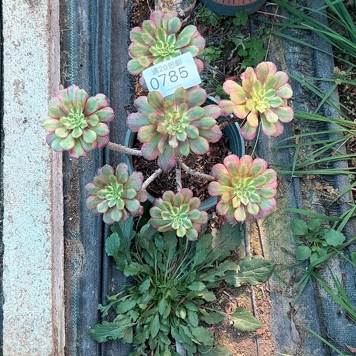 月***辰0785月蝉多肉植物