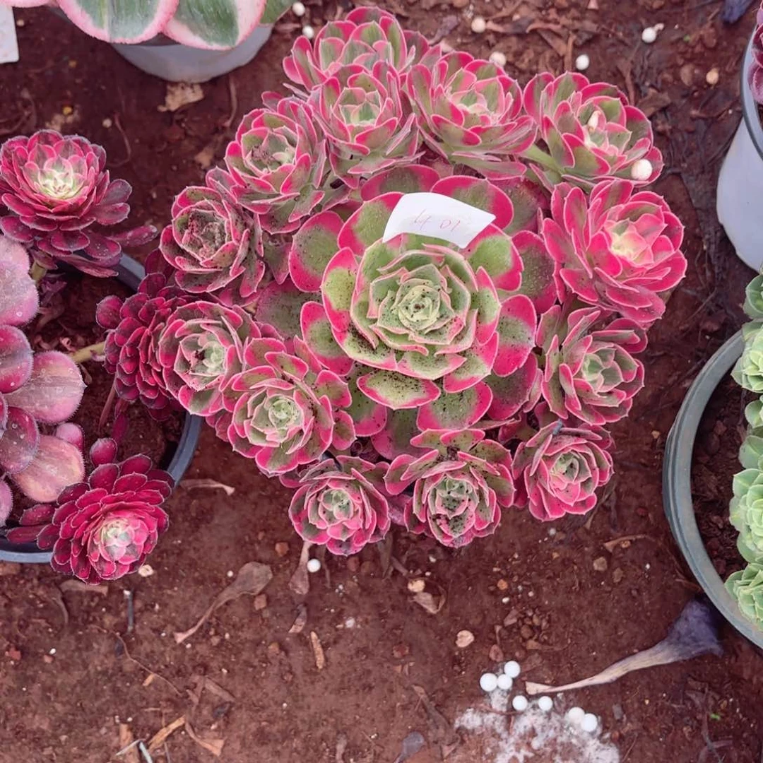 云南七彩石好看401号