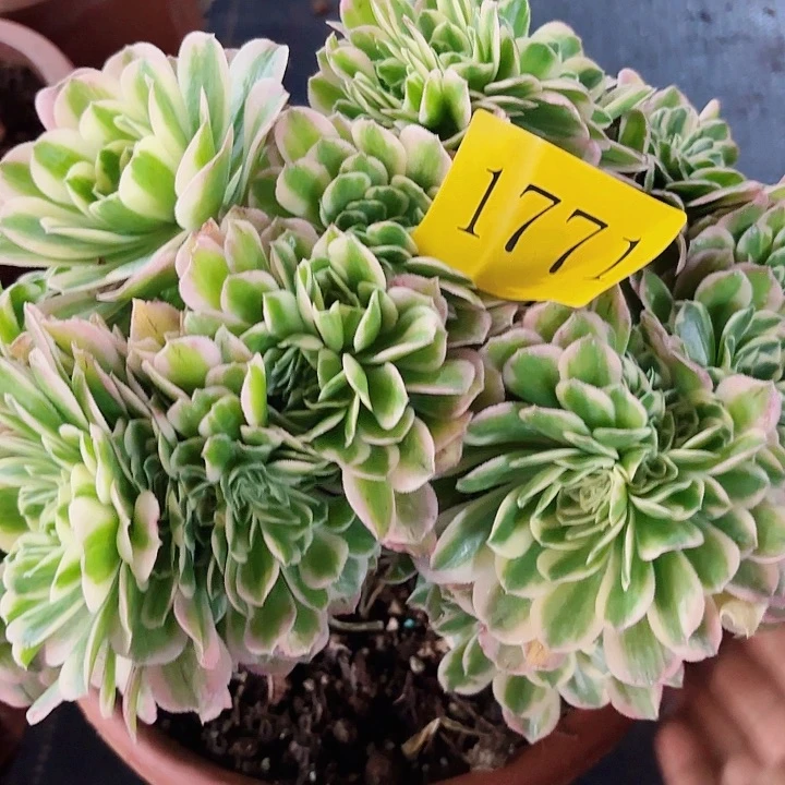 多肉植物缀1771福利