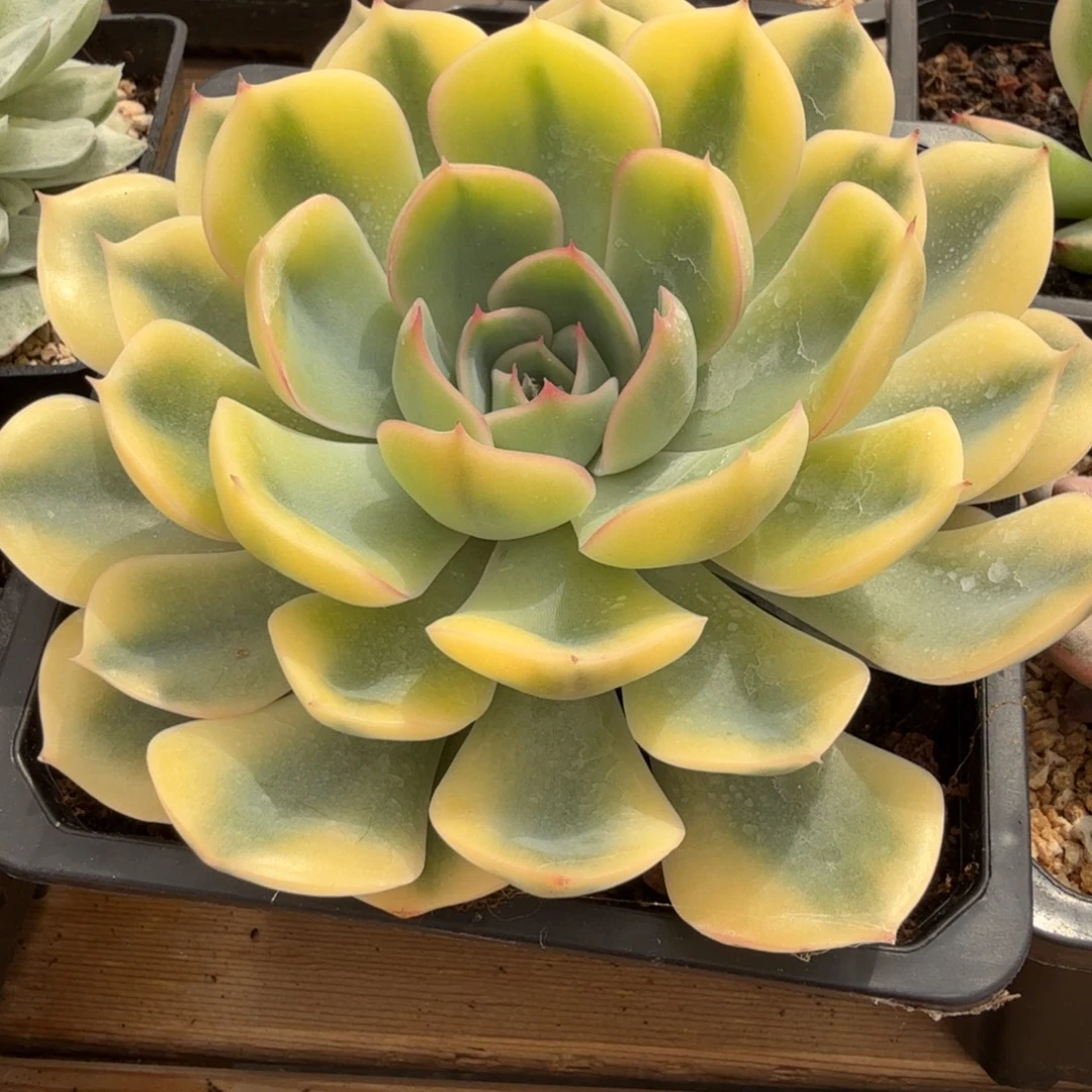 草莓冰 安吉园艺锦