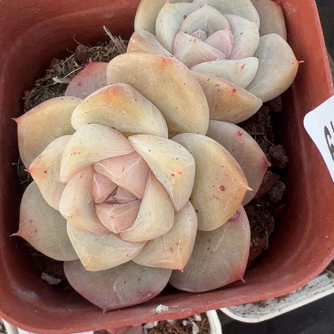 小卡拉米糖心一物一拍20-19