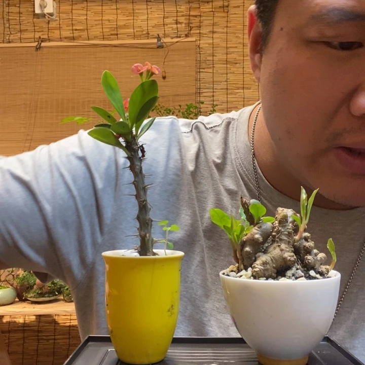 一物一拍所见即所得378