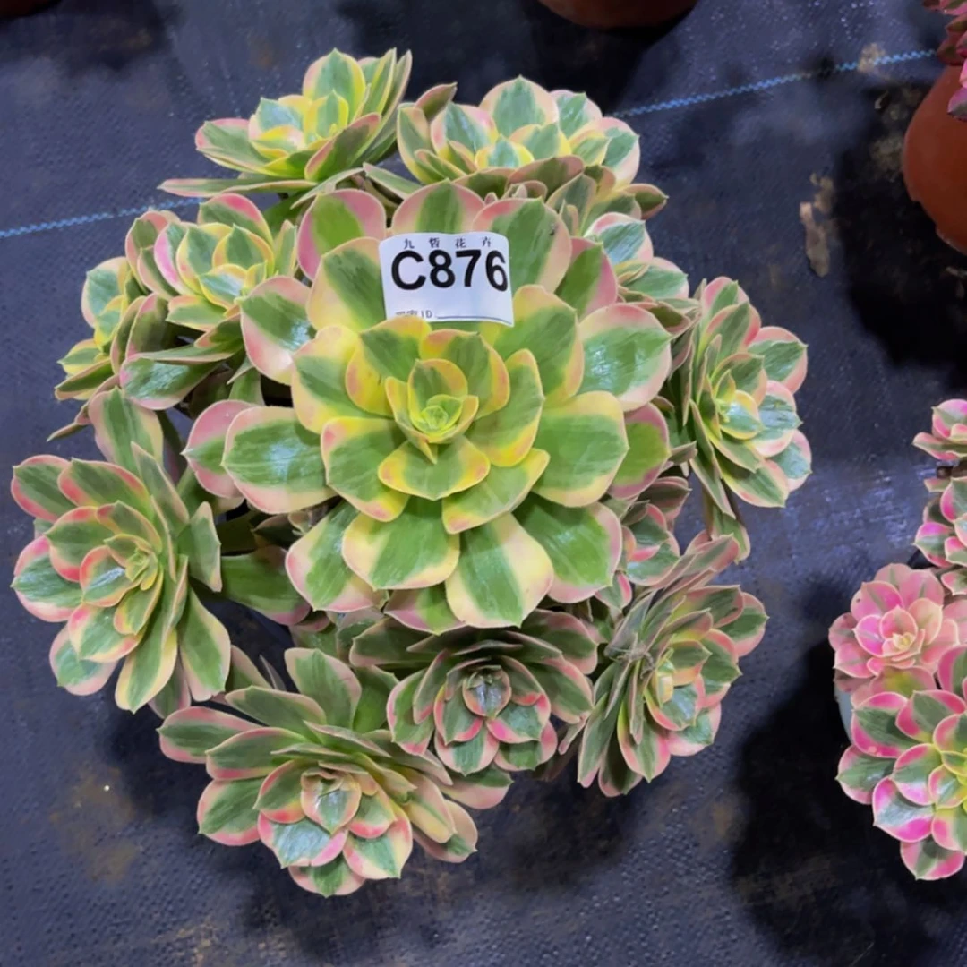 【闪购商品】马****芳87600