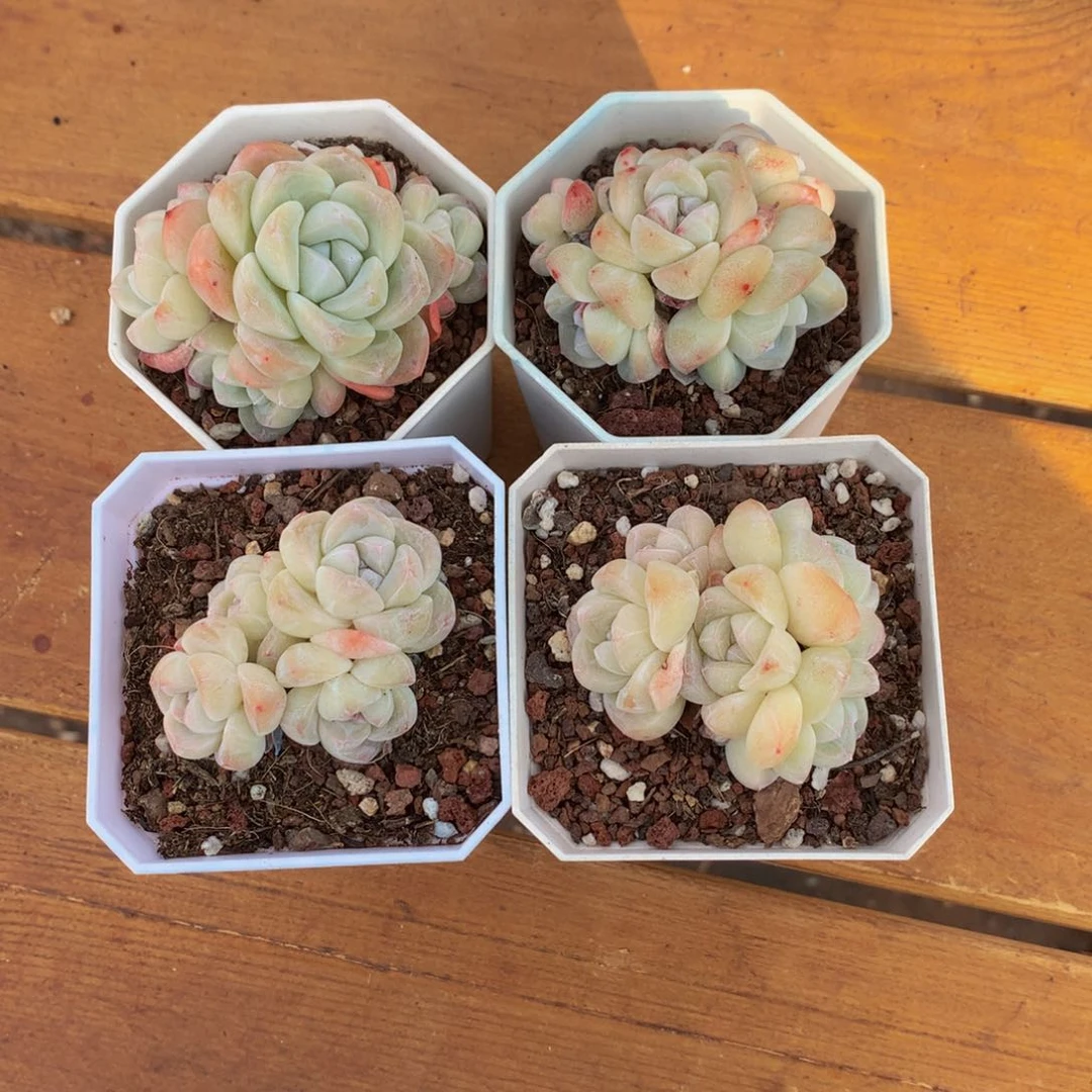 精控冰玉群一物一拍