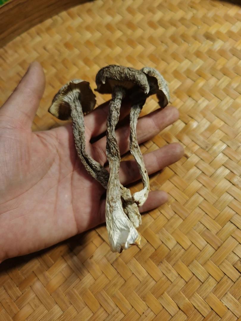 鹿茸菇福利款中条干货