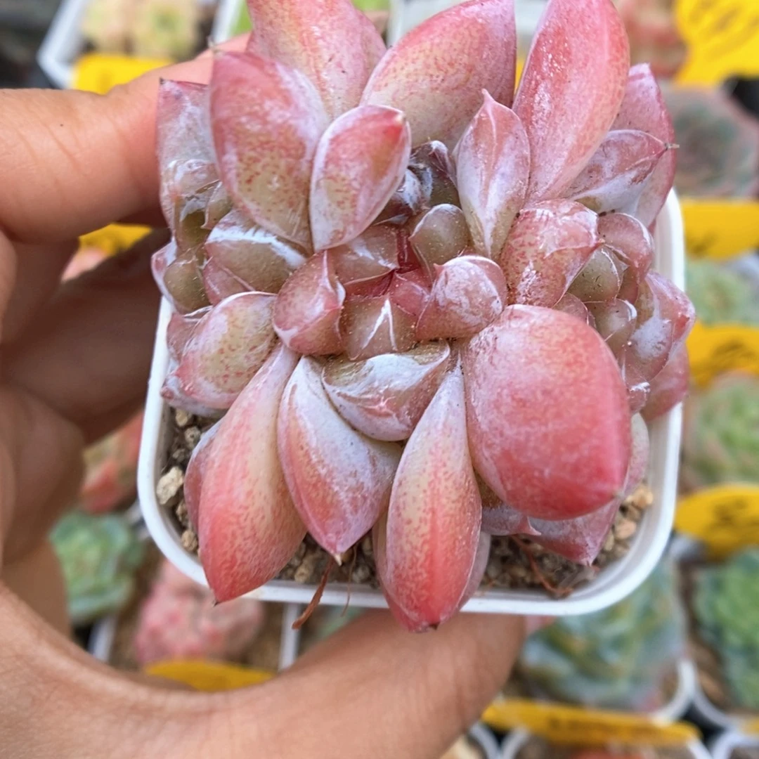 粉钻心珍妮朵朵群生465号