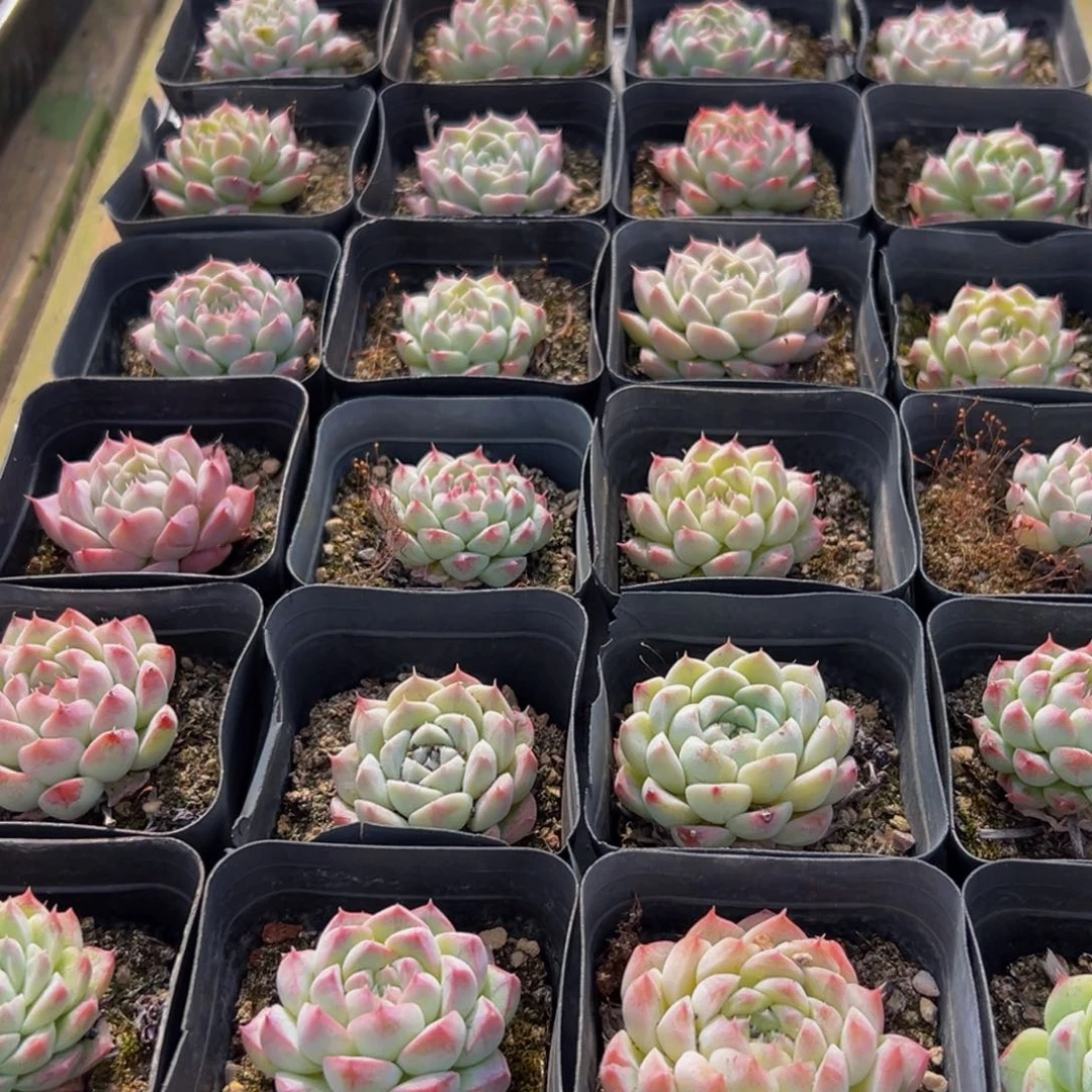 331多肉葡萄的味道是真的